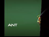 a-nt - A-NT. A-NT CORPORATION a-nt - A-NT. A-NT CORPORATION