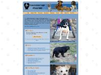 Found a Pet?, Need Pet-Friendly Rentals?, Jerry, Chloe  Found a Pet?, Need Pet-Friendly Rentals?, Jerry, Chloe