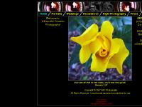 abcphotography.org fall aspens, wildflowers, National Parks abcphotography.org fall aspens, wildflowers, National Parks