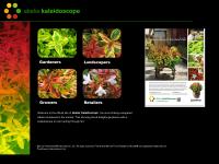 Abelia 'Kaleidoscope' Abelia 'Kaleidoscope'