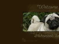 Aboneel kennel - Mops Aboneel kennel - Mops