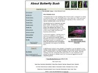 aboutbutterflybush.com about butterfly bush, buy butterfly bushes