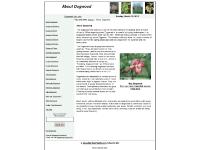 aboutdogwood.com about dogwood, buy dogwood aboutdogwood.com about dogwood, buy dogwood