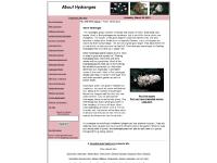 About Hydrangea About Hydrangea