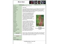 Lilac Bushes, Lilac Care, Lilac Cultivars, Lilac Flowers  Lilac Bushes, Lilac Care, Lilac Cultivars, Lilac Flowers