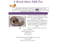 Shih Tzu, teacup Imperial Shih Tzu Puppies For Sale Shih Tzu, teacup Imperial Shih Tzu Puppies For Sale