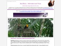 acaiberry-info.com acai, acai berry, acai berry information acaiberry-info.com acai, acai berry, acai berry information