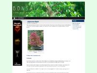 acerbonsai.com - acerbonsai acerbonsai.com - acerbonsai