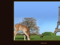 adecsif - ADECSIF - Association Des Eleveurs De Chevaux de Sport Ile de France adecsif - ADECSIF - Association Des Eleveurs De Chevaux de Sport Ile de France