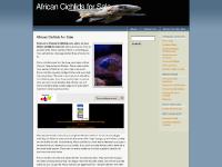 African Cichlids for Sale African Cichlids for Sale