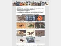 Insects, Lizards, Mammals, Marine Life  Insects, Lizards, Mammals, Marine Life
