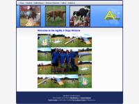 agility4dogs.co.uk