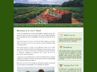 ajandcisnell.co.uk fruit farm, blackcurrants