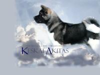 Akita Breeder UK-Keskai Akitas Akita Breeder UK-Keskai Akitas