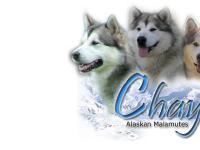 Chayo Alaskan Malamutes Chayo Alaskan Malamutes