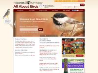 Your online guide to birds and bird watching, All About Birds, Cornell Lab of Ornithology Your online guide to birds and bird watching, All About Birds, Cornell Lab of Ornithology