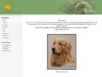 allevamento-golden-retriever - Allevamento Golden Retriever allevamento-golden-retriever - Allevamento Golden Retriever