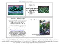  Alocasia MacrorrhizaPhoto Album, BUY Alocasia Macrorrhiza, Pest Management