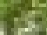 Alpine Forest Lodge Alpine Forest Lodge