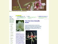 Care of Amaryllis Bulbs - Care of Amaryllis Bulbs Care of Amaryllis Bulbs - Care of Amaryllis Bulbs