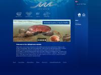 AM Seafoods specialise in processing shellfish such as king scallops, queen scallops and whelk meat, wholesale and export AM Seafoods specialise in processing shellfish such as king scallops, queen scallops and whelk meat, wholesale and export