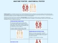 Anatomy Poster - Anatomical Poster - Learning human anatomy