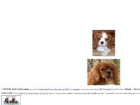  Puppies, Dogs, Cavalier King Charles Spaniels, Beware of...&nbsp;&nbsp;