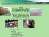 angelcrossingfarm.com Cormo Sheep, fine wool, Cormo wool angelcrossingfarm.com Cormo Sheep, fine wool, Cormo wool