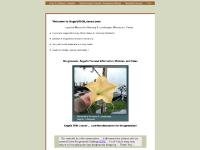 Welcome to AngelsWithLeaves.com ; Angel's Trumpet / Brugmansia Information & Sales