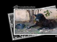 liten animalswithoutlimits.se skärmbild