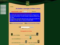 Page 1 ;, Page 2 ;, Diaporamas :, Orchidées rouges ; Page 1 ;, Page 2 ;, Diaporamas :, Orchidées rouges ;