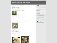 Apricot Poodles from Ivanola Apricot Poodles from Ivanola