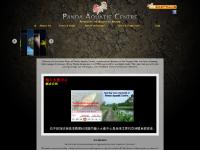 Panda Arowana Panda Arowana