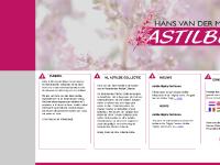 astilbe astilbe