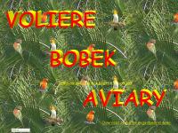 Volière Bobek - Conures soleil, dorées, ventre écarlate, caiques, mustaches Volière Bobek - Conures soleil, dorées, ventre écarlate, caiques, mustaches