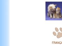 aylmer-hull-spca aylmer-hull-spca