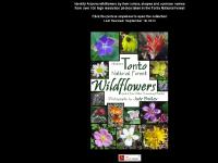 Northern Tonto National Forest Wildflowers Northern Tonto National Forest Wildflowers