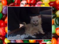 babypwences.blogspot.com 2:11 AM, 0 comments, Tenth Day: Your Honour My Princess! babypwences.blogspot.com 2:11 AM, 0 comments, Tenth Day: Your Honour My Princess!