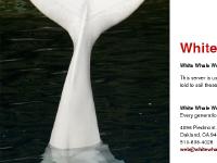 babywhale.net the White Whale Web Services homepage
