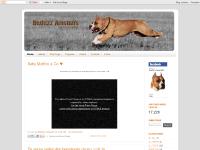 Amstaff Breeder Amstaff Kennel - Badazz Amstaffs Amstaff Breeder Amstaff Kennel - Badazz Amstaffs