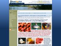 baitbigfish 