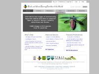 barkbeetles.org Publications, Links, &nbsp;Welcome&nbsp;