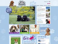 barkingmad.uk.com dog sitting, pet sitting, dog care