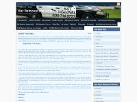 Bat Removal and Attic Clean Up: About Your Bats Bat Removal and Attic Clean Up: About Your Bats