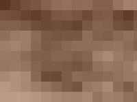 The Beagle Club of NSW (Australia) The Beagle Club of NSW (Australia)