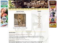 bigcats.com big cats, wild cats, felidae bigcats.com big cats, wild cats, felidae