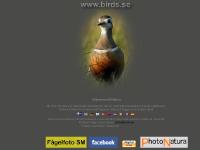 birds.se Bildlista fåglar, Bildlista blandat, Sidindex birds.se Bildlista fåglar, Bildlista blandat, Sidindex