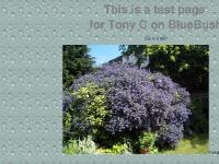 BlueBush