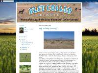 Blue Collar Duke, 3:58 PM, D litter, NAVHDA Blue Collar Duke, 3:58 PM, D litter, NAVHDA