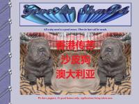 Lilac Sweet Dreams USA, Thunder Down Under (USA), Geneart Desert Storm, Geneart Super Stars Lilac Sweet Dreams USA, Thunder Down Under (USA), Geneart Desert Storm, Geneart Super Stars